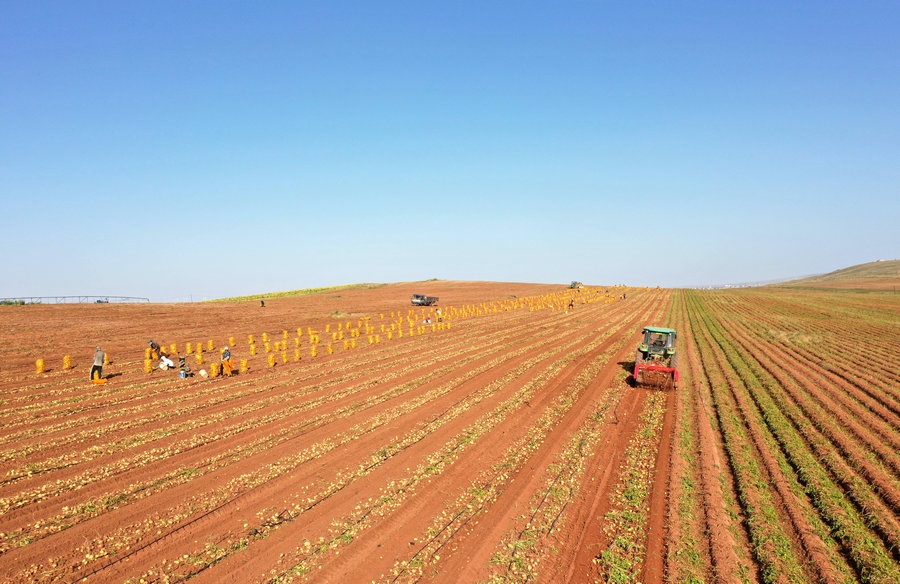 呼和浩特武川土豆迎來收獲季
