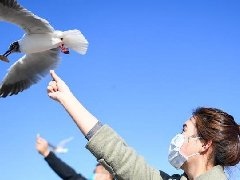 烏海湖迎來大批紅嘴鷗