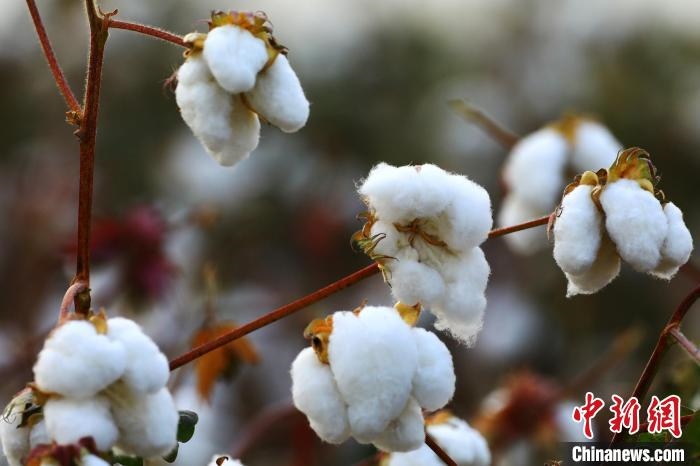 朵朵棉花吐絮盛開?！⑵G敏 攝