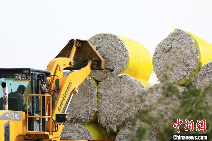 叉車將采棉機吐出的“金蛋蛋”裝車?！「唠p強 攝