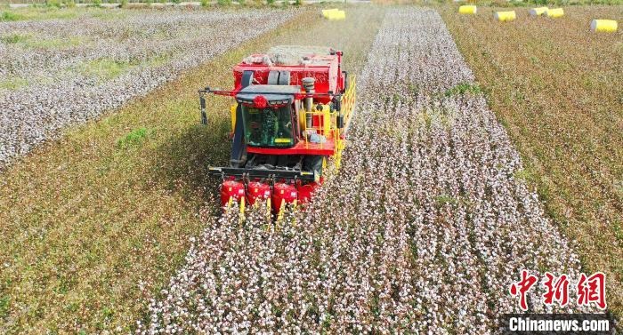 采棉機正在采收棉花，猶如在五線譜上跳動的音符，正在演奏豐收的樂章?！∷谓?攝