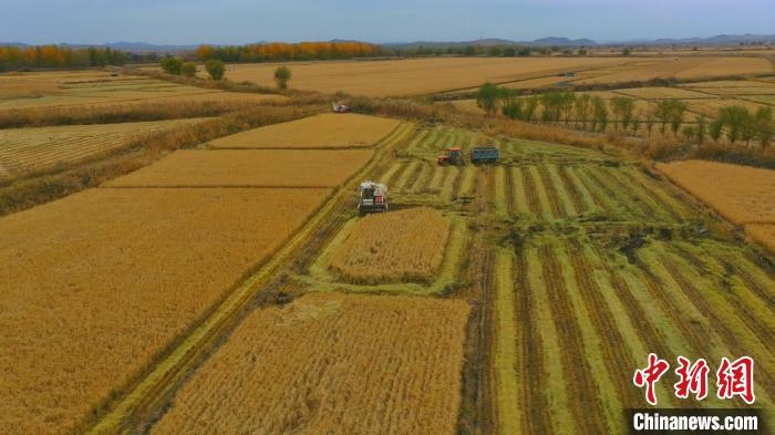 圖為科右中旗杜爾基鎮(zhèn)雙金嘎查的萬(wàn)畝水稻田進(jìn)入集中收割期?！≮w殿威 攝