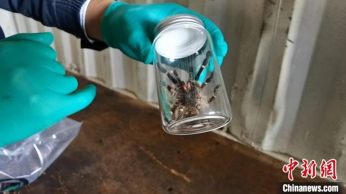 張家港海關(guān)工作人員截獲捕鳥蛛?！⊥踅〕?攝