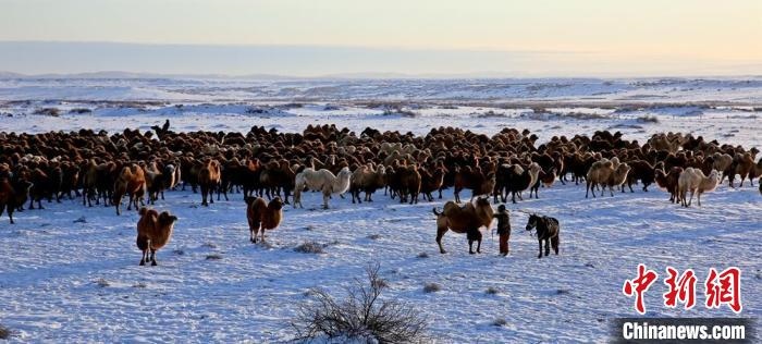 進(jìn)入冬季，駱駝在戈壁灘上散養(yǎng)?！」o琨 攝