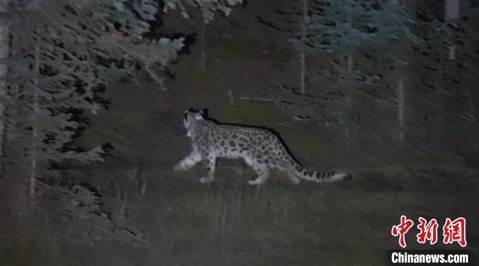圖為被放歸自然的雪豹(資料圖)?！?nèi)蒙古林草局供圖。