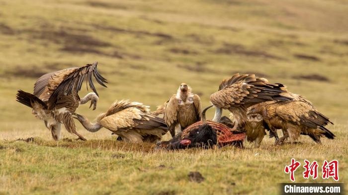 圖為作品《聚會(huì)》?！℃夭疾夭爬?攝