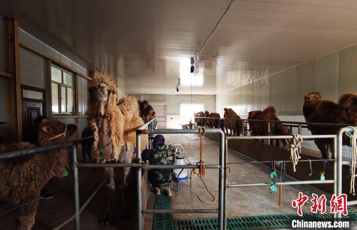 圖為共人正在給駱駝擠奶。　王長梅 攝