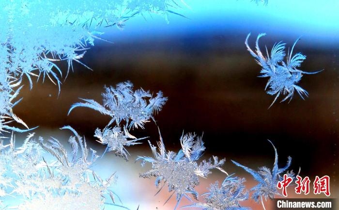 玉樹(shù)瓊枝盈滿(mǎn)窗?！O書(shū)程 攝