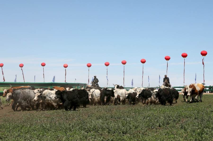 1691236877108827.jpg 7O5A4588.JPG