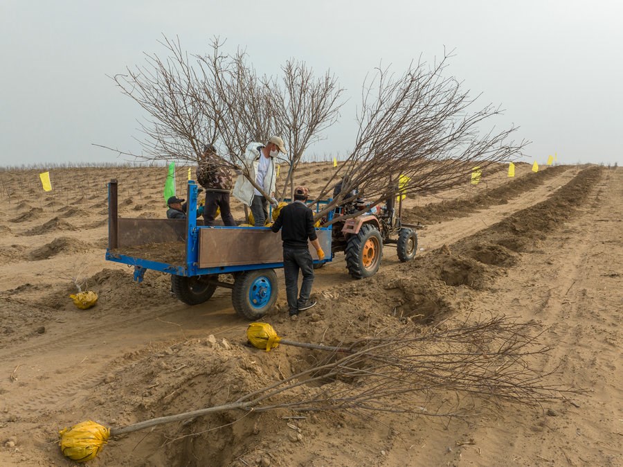 1713318279406994.jpg 工人將文冠果樹運至現(xiàn)場(攝影:包寶音德力格爾).JPG