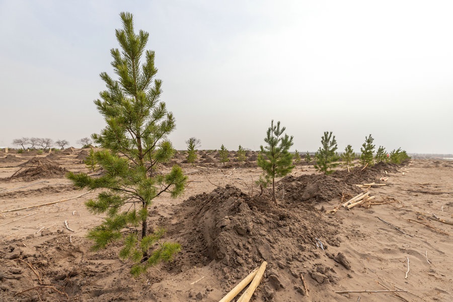 1713318404288398.jpg 一排排新栽植的樟子松迎風招展(攝影:包寶音德力格爾).JPG
