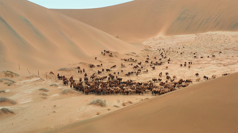 1761226827681150.jpg 駱駝轉(zhuǎn)場(chǎng) (5).jpg