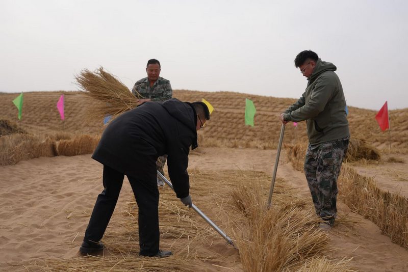 1772265193563716.png 阿拉善壓草方格.png