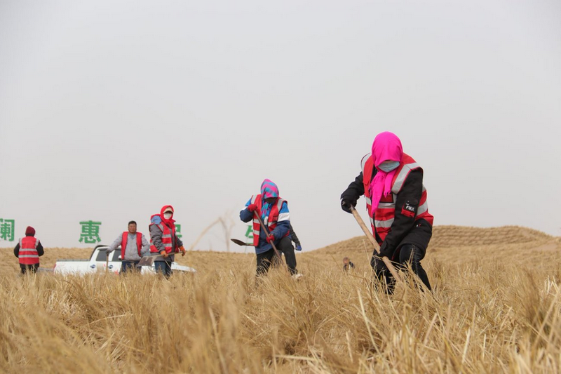 1772265295962620.png 阿拉善治沙人員將一束束稻草扎進(jìn)沙海穩(wěn)固流沙.png