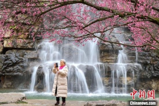 2月23日，市民在乾藝梅園景區(qū)拍攝綻放的梅花。瞿宏倫 攝