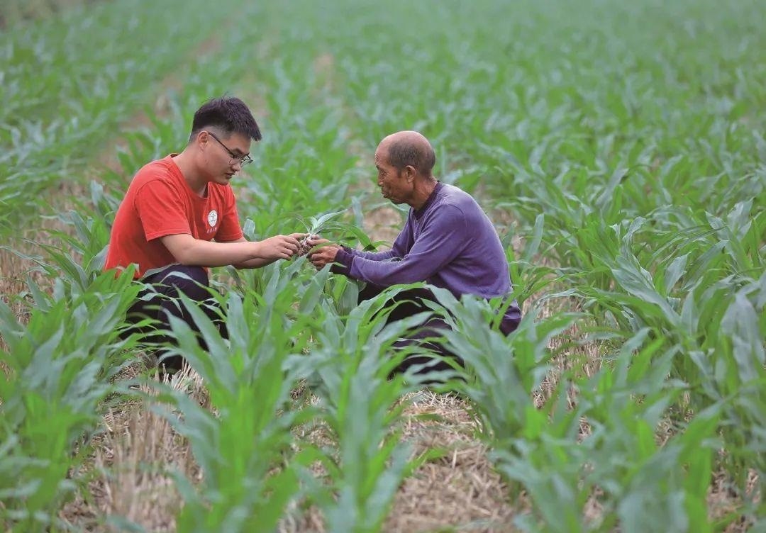 △科技小院的學(xué)生在給村民講解玉米種植知識。