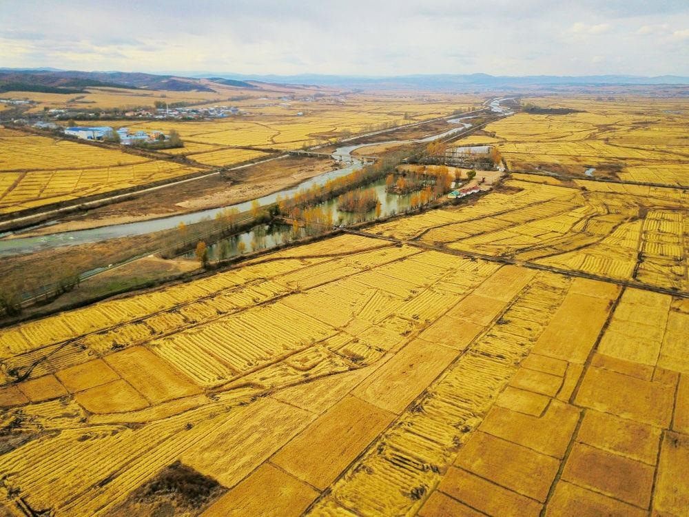 吉林延邊州光東村的秋收稻田