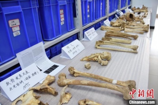 圖為已清理完畢的骨骼標(biāo)本。王宇 攝