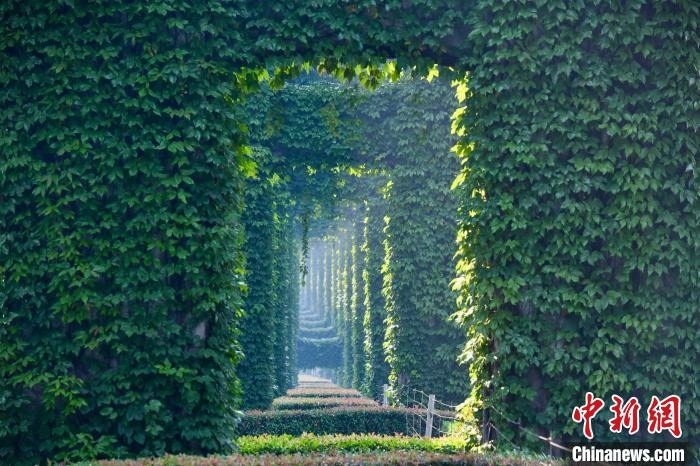 成都二環(huán)高架橋墩被植被爬滿，形成“綠野仙蹤”景觀。　張浪 攝