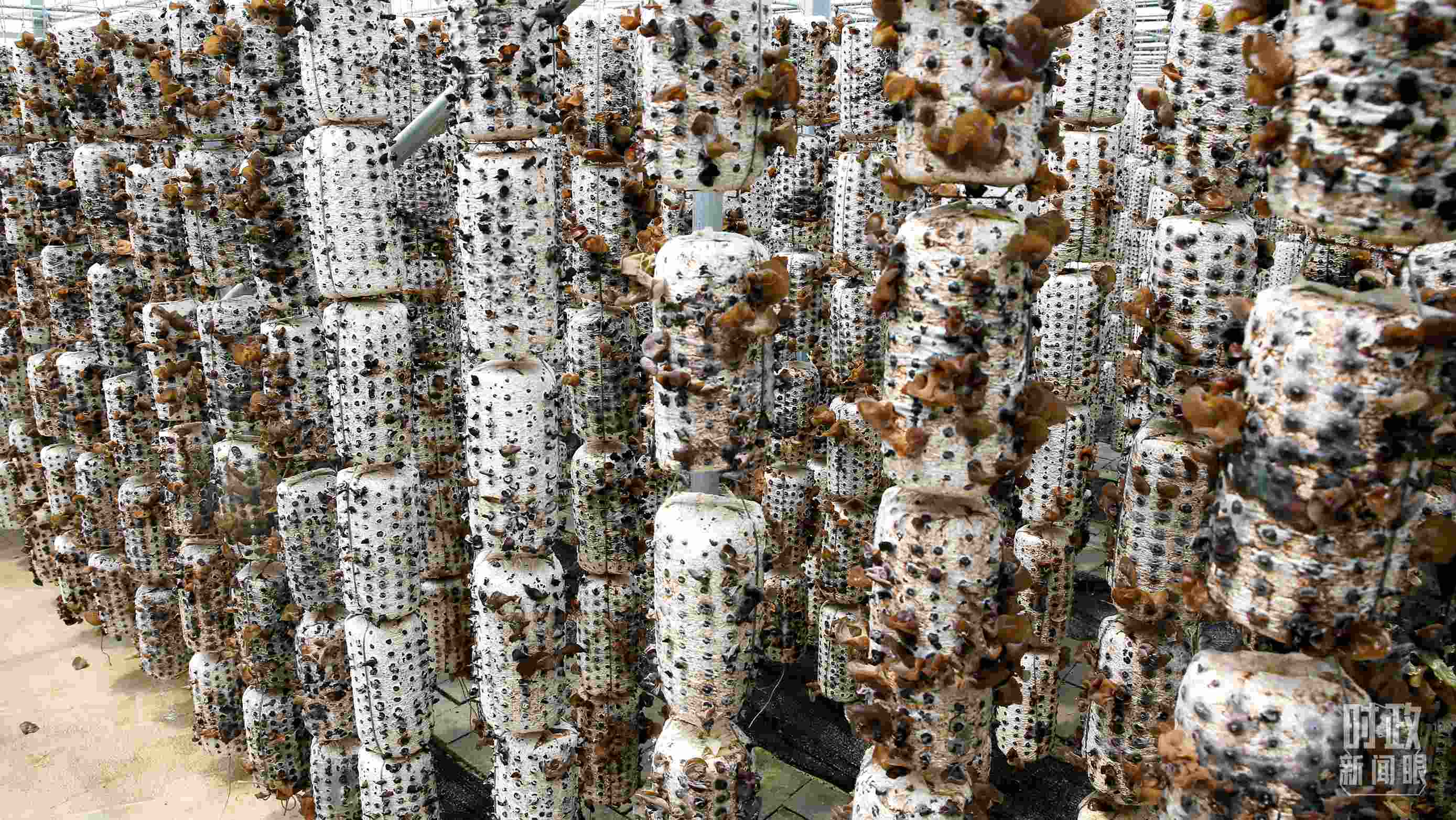 △金米村的小木耳、大產(chǎn)業(yè)。（圖／視覺中國）