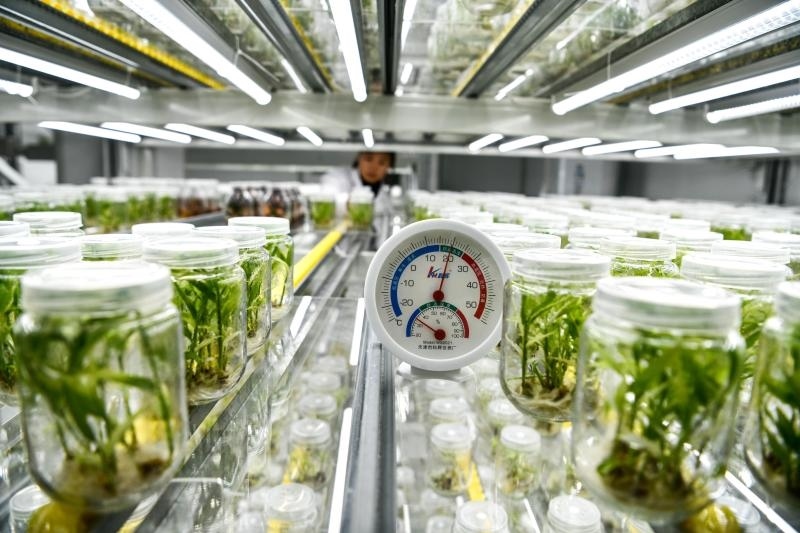 工作人員在貴陽市開陽縣南江蔬菜良種繁育中心的組培中心查看姜苗生長情況（2023年5月23日攝）。新華社記者 楊文斌 攝
