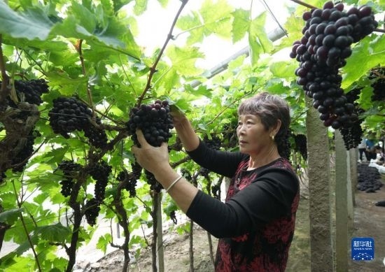 5月26日，唐山市海港經(jīng)濟(jì)開發(fā)區(qū)王灘鎮(zhèn)趙灘村農(nóng)民在大棚內(nèi)采摘葡萄。