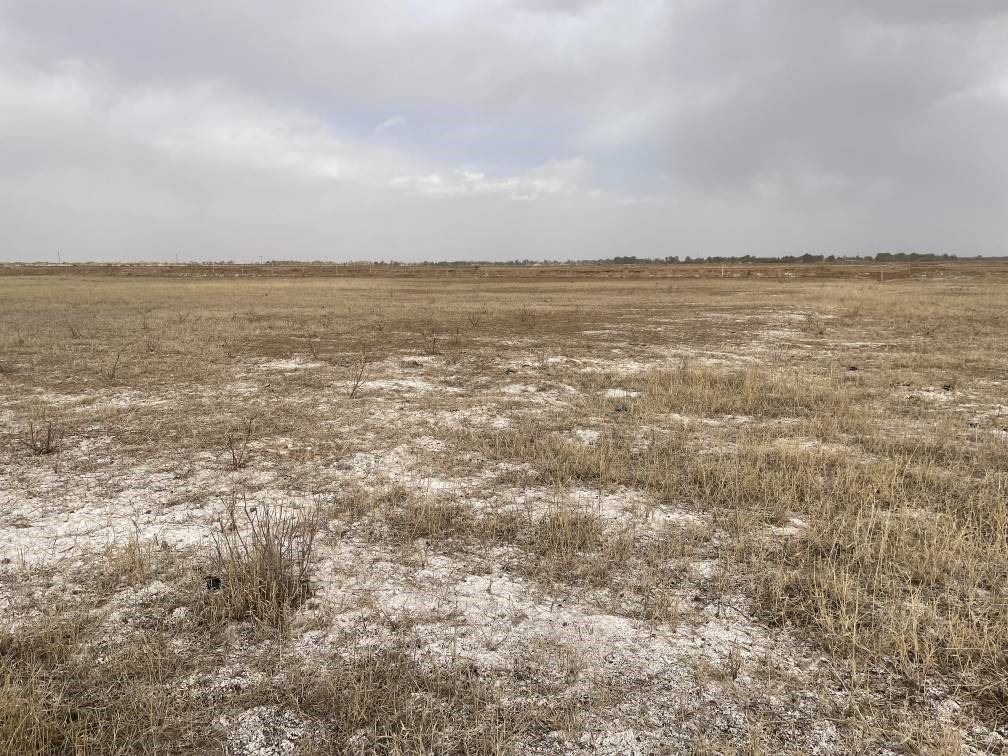 撂荒后的部分地塊已現(xiàn)鹽堿。 人民網(wǎng)記者 楊喬攝