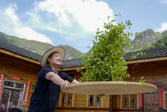 2023年4月19日，重慶市南川區(qū)德隆鎮(zhèn)茶樹村一個(gè)居民點(diǎn)，制茶工藝傳承人在幫助村民翻曬新鮮茶葉。