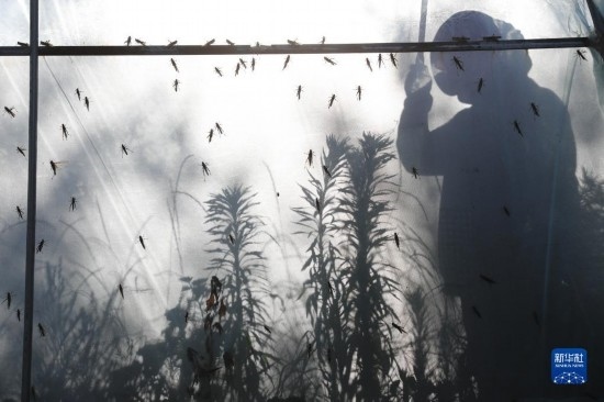 6月21日，山東省樂陵市西段鄉(xiāng)岔河村東亞飛蝗養(yǎng)殖基地的養(yǎng)殖戶在大棚內(nèi)忙碌。新華社記者 范長國 攝