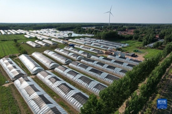 這是6月21日在山東省樂陵市西段鄉(xiāng)岔河村拍攝的東亞飛蝗養(yǎng)殖基地（無人機(jī)照片）。新華社記者 范長國 攝