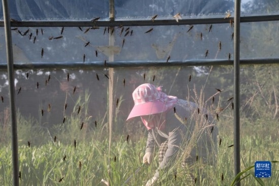 6月21日，山東省樂陵市西段鄉(xiāng)岔河村東亞飛蝗養(yǎng)殖基地的螞蚱養(yǎng)殖戶在割草。新華社記者 范長國 攝