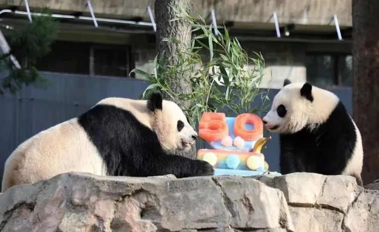 2022年，美國國家動物園舉辦活動慶祝大熊貓抵美50周年，園方為大熊貓“美香”“添添”和“小奇跡”一家三口準備了有“50”字樣的冰凍水果蛋糕。（圖片來源：雅安市廣播電視臺）