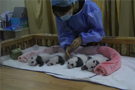 成都大熊貓繁育研究基地成立于1987年，先后攻克了大熊貓人工飼養(yǎng)與管理、繁殖與育幼、疾病防控與種群遺傳管理等關(guān)鍵技術(shù)難題，建成全球最大的大熊貓人工繁育遷地保護種群，數(shù)量達230余只。（圖片來源：成都大熊貓繁育研究基地網(wǎng)站）