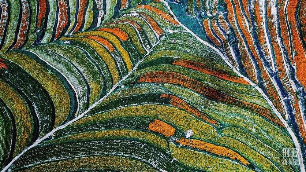 寧夏彭陽縣。萬壽菊與格?；ㄊ㈤_在錯(cuò)落的山間梯田上。（總臺(tái)國廣記者李晉拍攝）