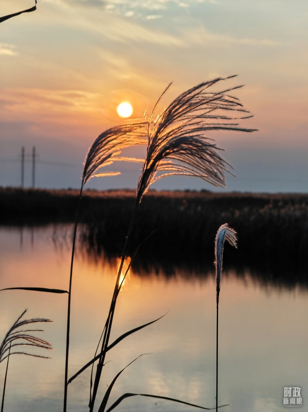 2021年10月，習(xí)近平赴山東東營考察黃河入海口。黃河三角洲濕地，蘆葦飄蕩。（總臺(tái)央視記者彭漢明拍攝）