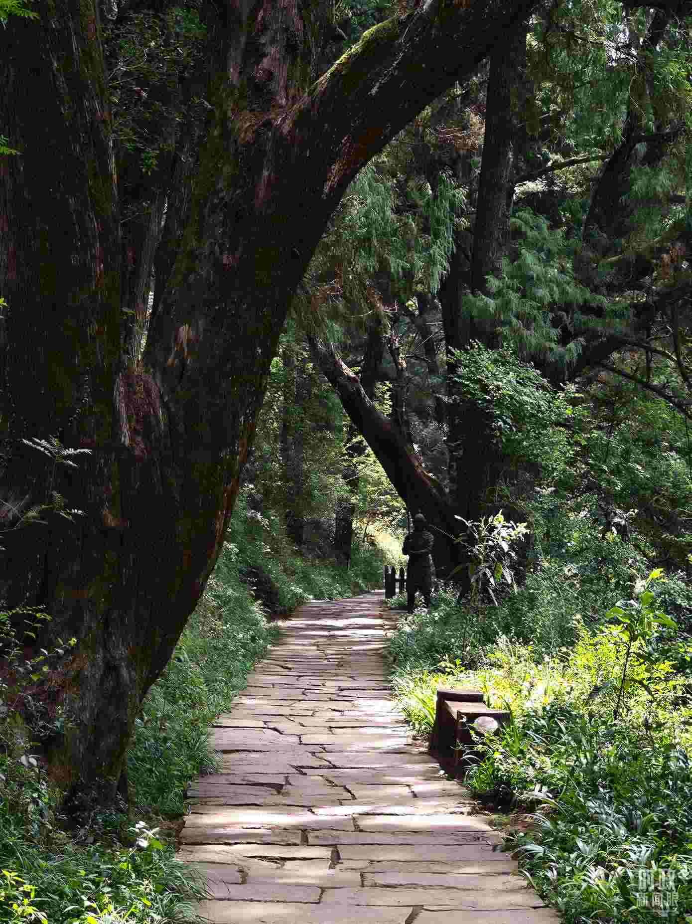 △古蜀道與古柏。（總臺(tái)央視記者彭漢明拍攝）