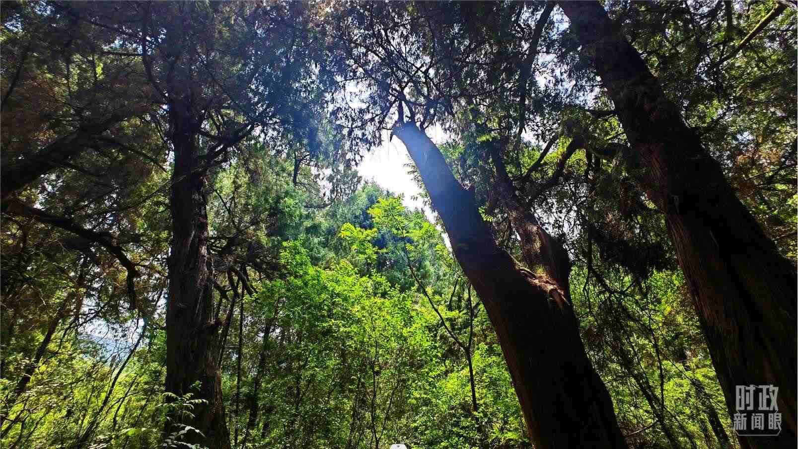 △翠云廊內(nèi)，古柏郁郁蔥蔥。（總臺(tái)央視記者程鋮拍攝）