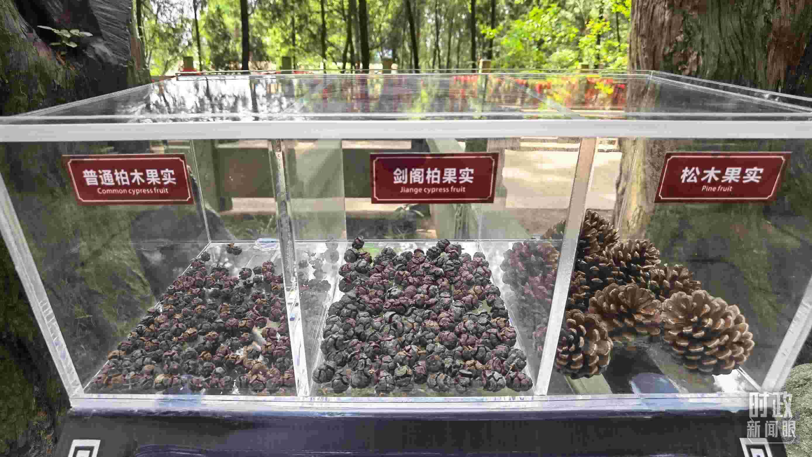 △翠云廊古蜀道，現(xiàn)場(chǎng)陳列的柏木和松木果實(shí)。（總臺(tái)央視記者石丞拍攝）