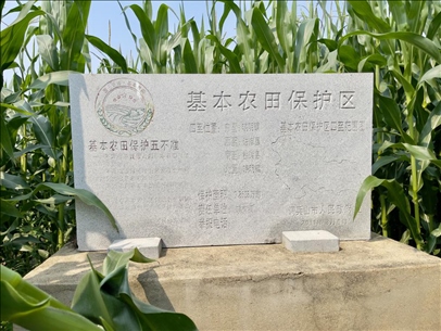 玉米地地頭放置的基本農(nóng)田標(biāo)志碑(中國之聲記者江曉晨 攝)