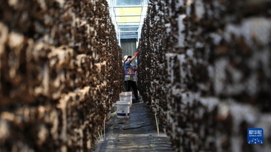 7月29日，在卓尼縣納浪鎮(zhèn)納浪村黑木耳種植基地，農(nóng)戶在采摘黑木耳。