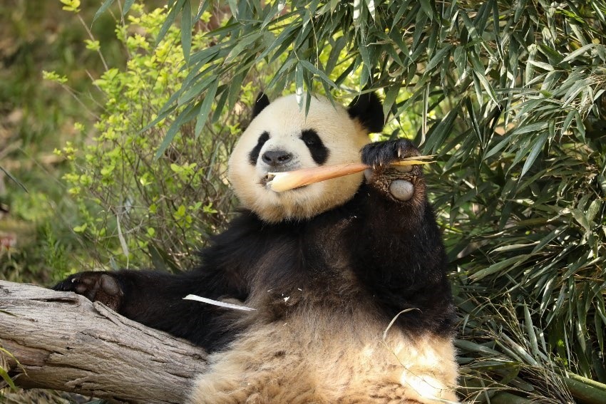 大熊貓“芝麻”。成都大熊貓繁育研究基地供圖