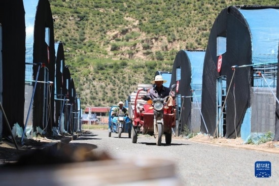 7月29日，農(nóng)戶在卓尼縣納浪鎮(zhèn)納浪村黑木耳種植基地勞作。