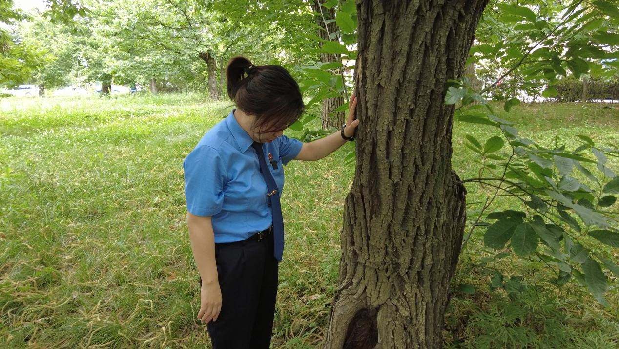 惠琳琳仔細查看古樹生長近況。人民網(wǎng) 黨童攝