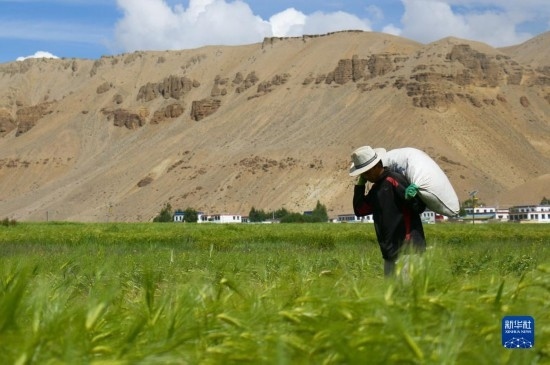 8月12日，西藏阿里地區(qū)普蘭縣赤德村村民在青稞田里勞作。