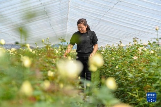 8月17日，吉林省德惠市朱城子鎮(zhèn)沿河村程雪家庭農(nóng)場的負責人楊雪在查看玫瑰花長勢。新華社記者 張楠 攝