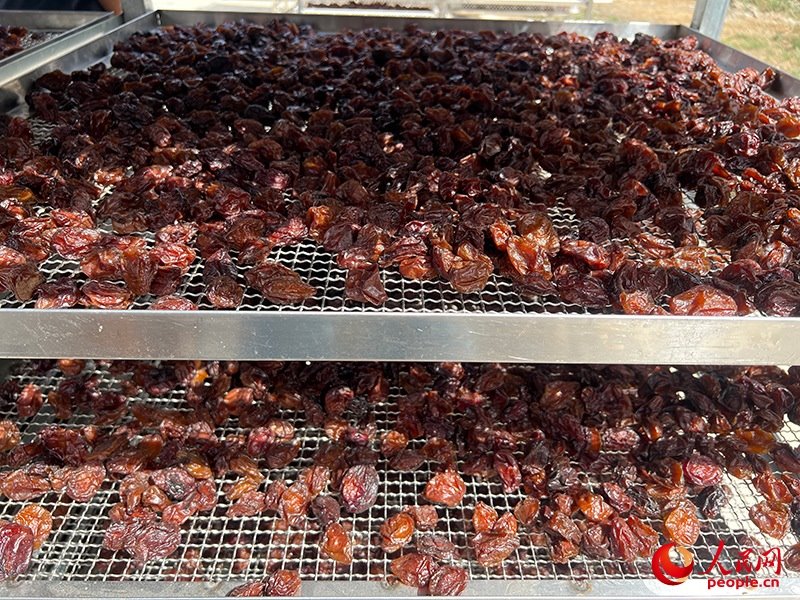 晾曬西梅。人民網(wǎng)記者 常雪梅攝