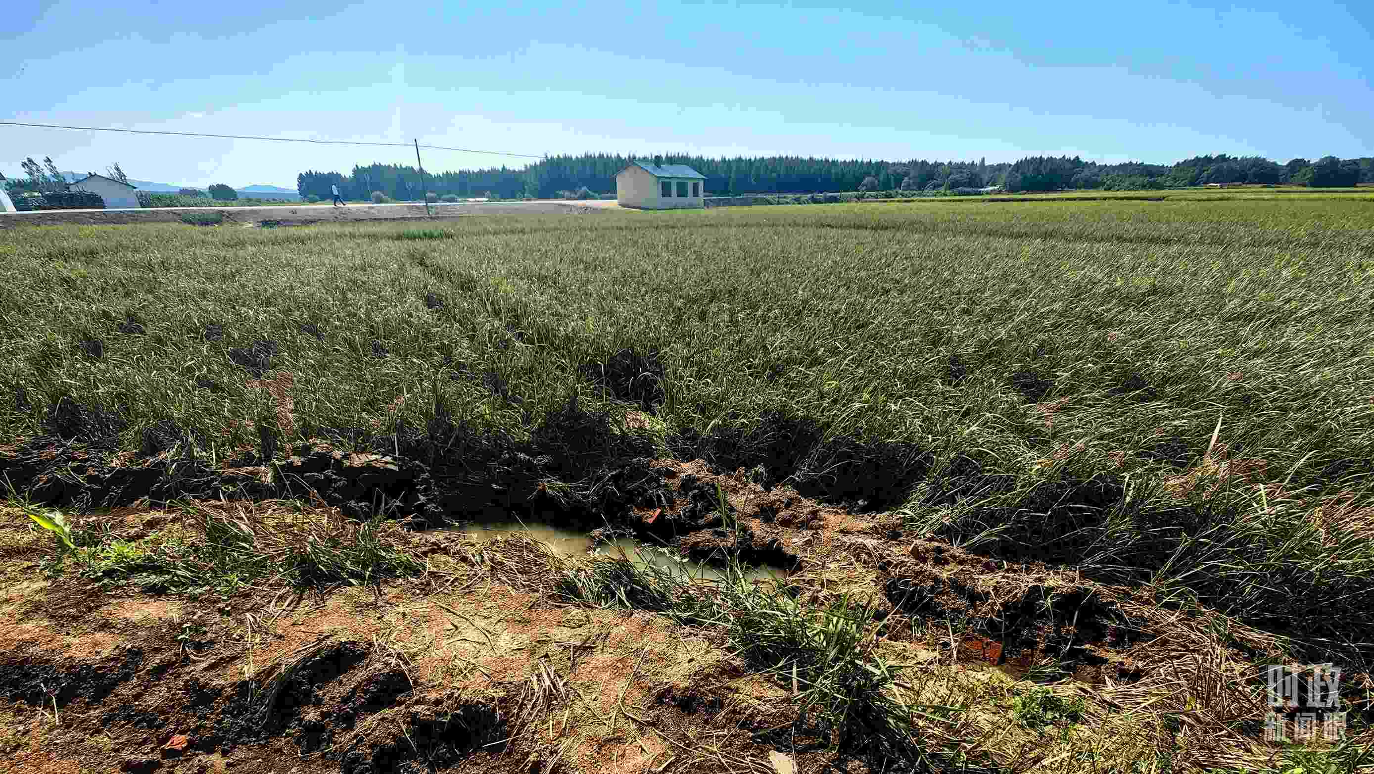 △圖為龍王廟村在洪災(zāi)中受損的農(nóng)田。（總臺(tái)央視記者史偉拍攝）
