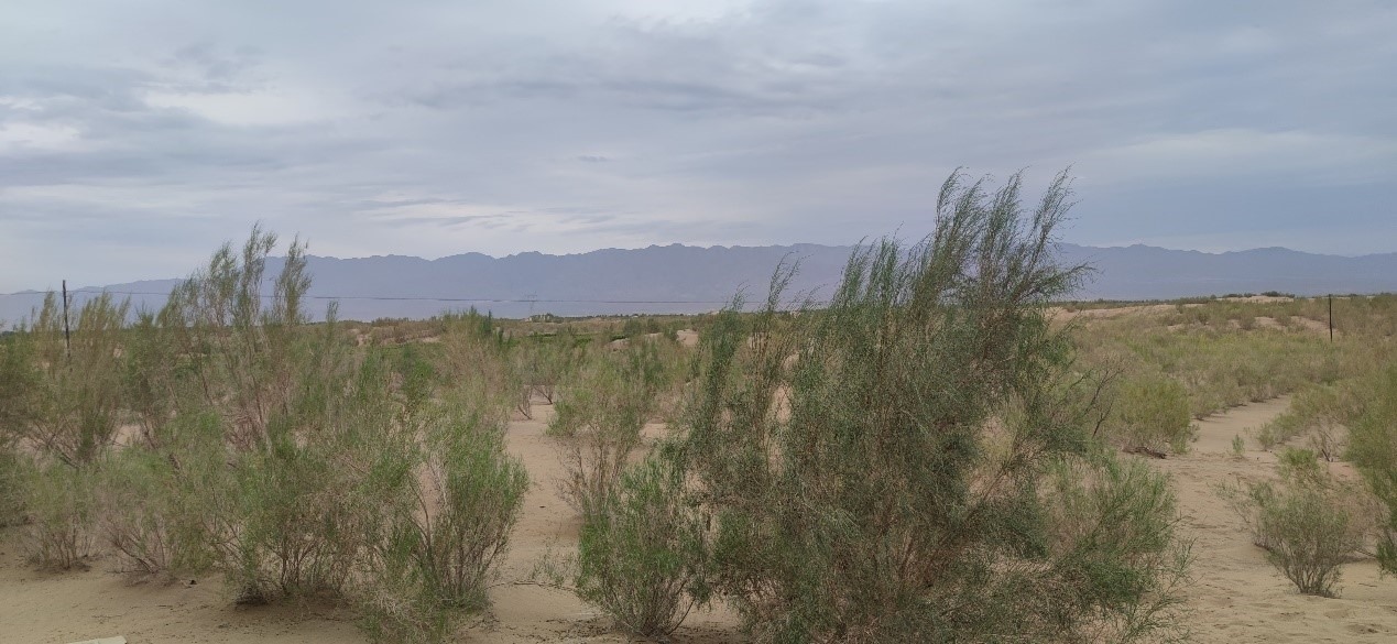 曾經(jīng)的荒漠現(xiàn)已被大面積梭梭林覆蓋。張璐璐 攝