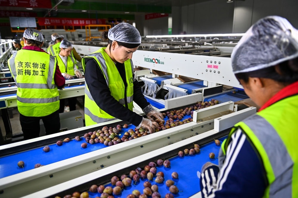 在新疆伽師縣粵伽新梅產(chǎn)業(yè)園內(nèi)的京東物流新疆智能供應(yīng)鏈中心，員工在智能分揀線檢查分選好的新梅（2023年8月30日攝）。新華社記者 丁磊 攝