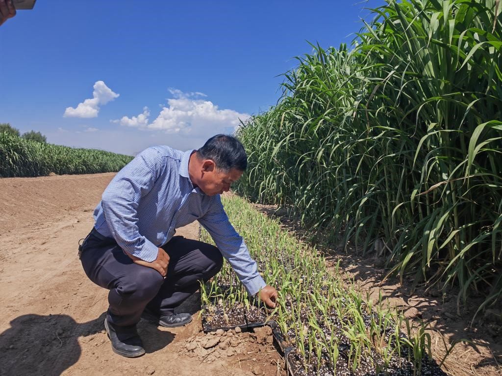 高級農(nóng)藝師周興德向記者介紹巨菌草幼苗（2023年9月1日攝）。新華社記者馬麗娟 攝